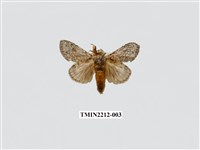 藏品(佩胯舟蛾)的圖片